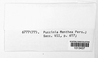 Puccinia menthae image